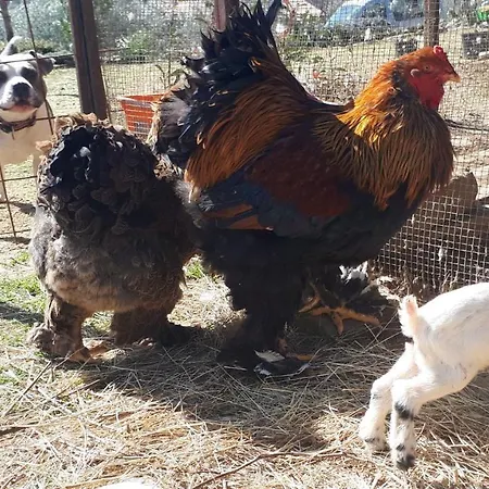Διαμέρισμα Apartma Marisol